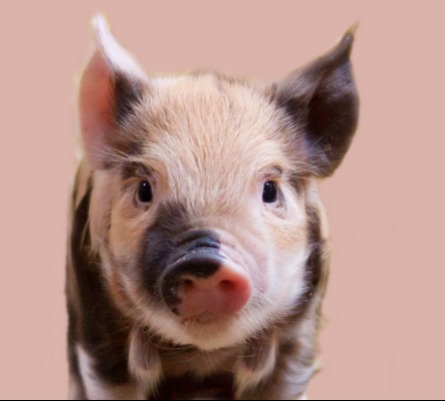 Ez a 3 csillagjegy számíthat még a nyáron az égiek ajándékára: óriási szerencse vár rájuk