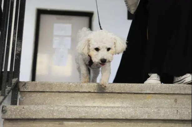 Kutyaadó 2026 – Bevezették Magyarországon, mutatjuk kiknek kell fizetni és mennyit