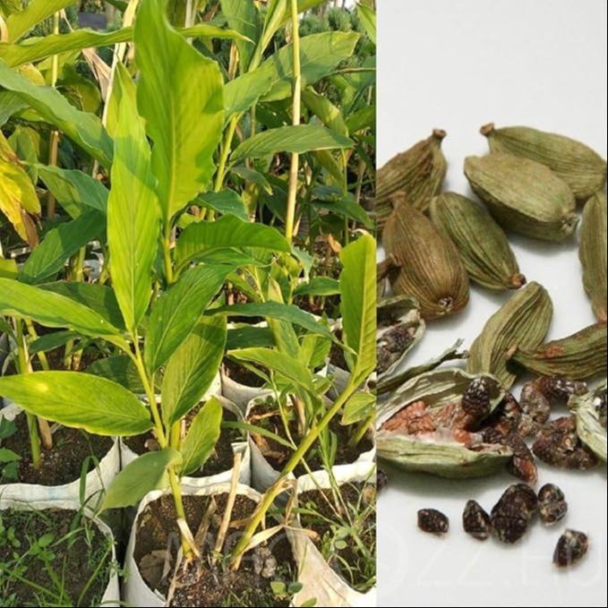 Magas a vérnyomásod? Ezek a fűszerek hatásosak ellene