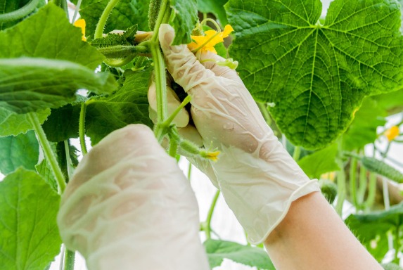 6 dolog, amit szinte mindenki elhibáz az uborkatermesztésnél!