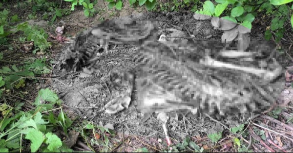 Rejtélyes csontokra bukkant egy kisfiú az erdőben