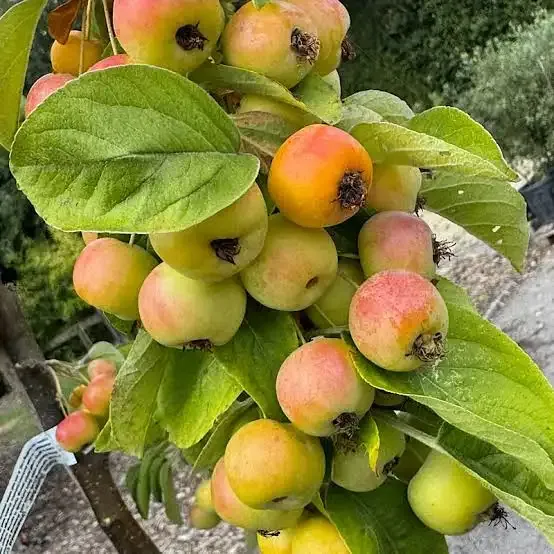 Kipucolja a májat és szabályozza a vércukorszintet ez a gyümölcs: 60 év felett kötelező enni