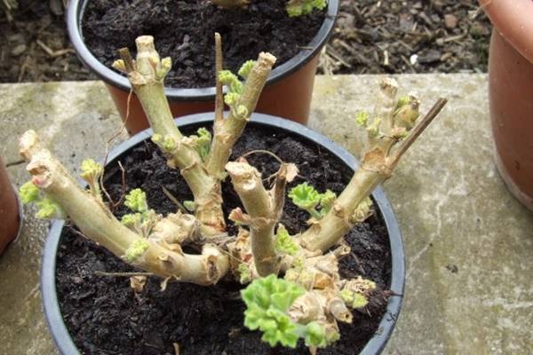 Titkos trükk a muskátlival – pár nap és nem hiszel majd a szemednek!