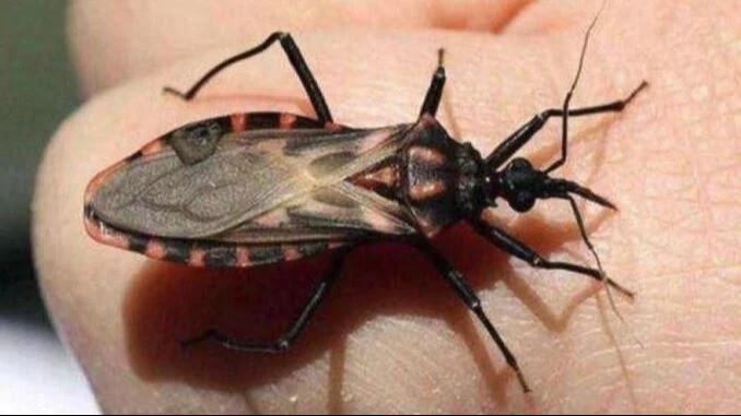 Rendkívül veszélyes rovar jelent meg hazánkban! Halálos lehet ha megcsíp..