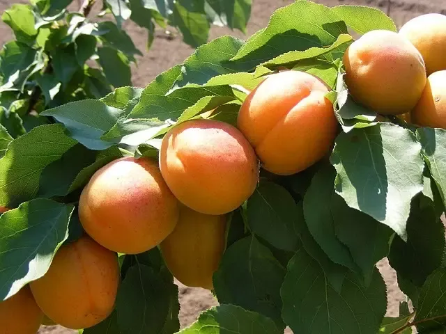 70%-kal kevesebb terem idén ebből a magyar gyümölcsből: hiánycikk lehet a boltokban